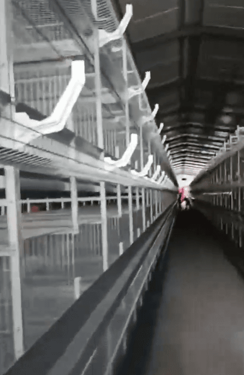 What Happens to a Poultry Farm During a Power Outage?
