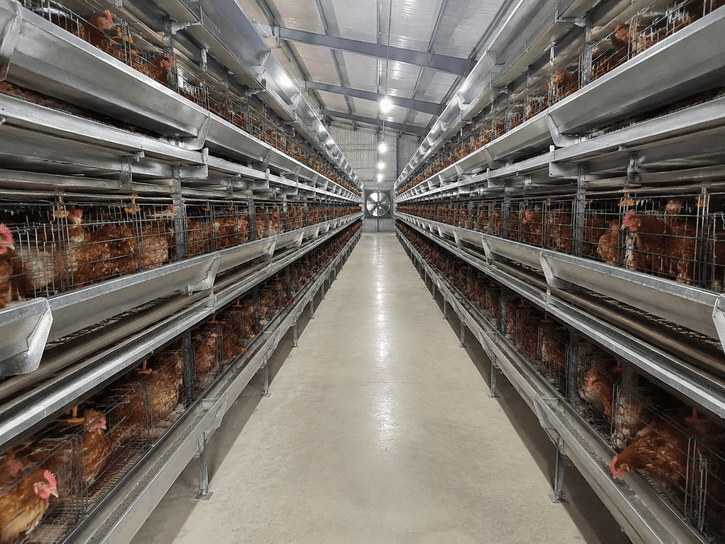 Quel équipement est nécessaire pour une ferme de poulet de 5 000 à 10 000 couches?