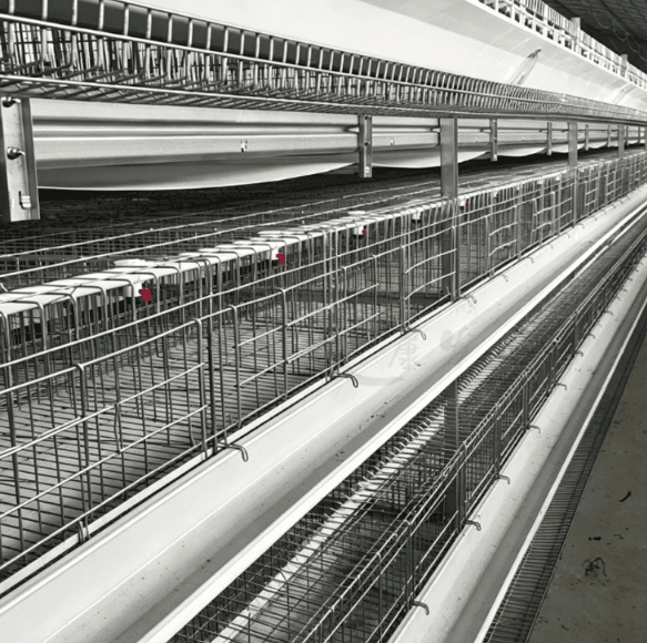 50,000 Layer Poultry Farm Layout: What Information Should You Prepare Before Quotation?