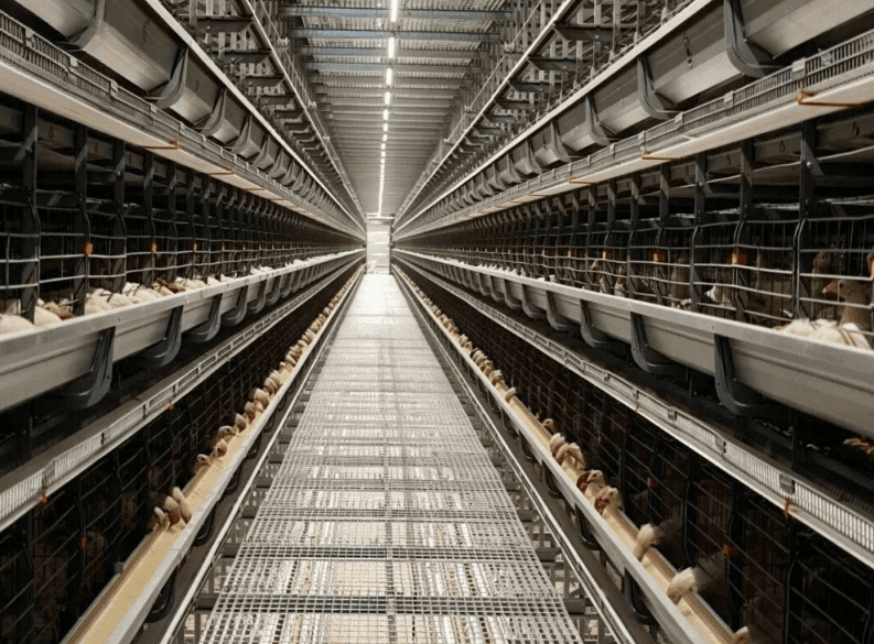 Chicken Coop Checklist for Commercial Poultry Farms