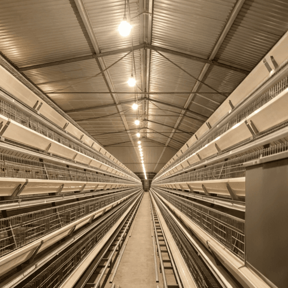 How to Choose Automatic Layer Chicken Cages
