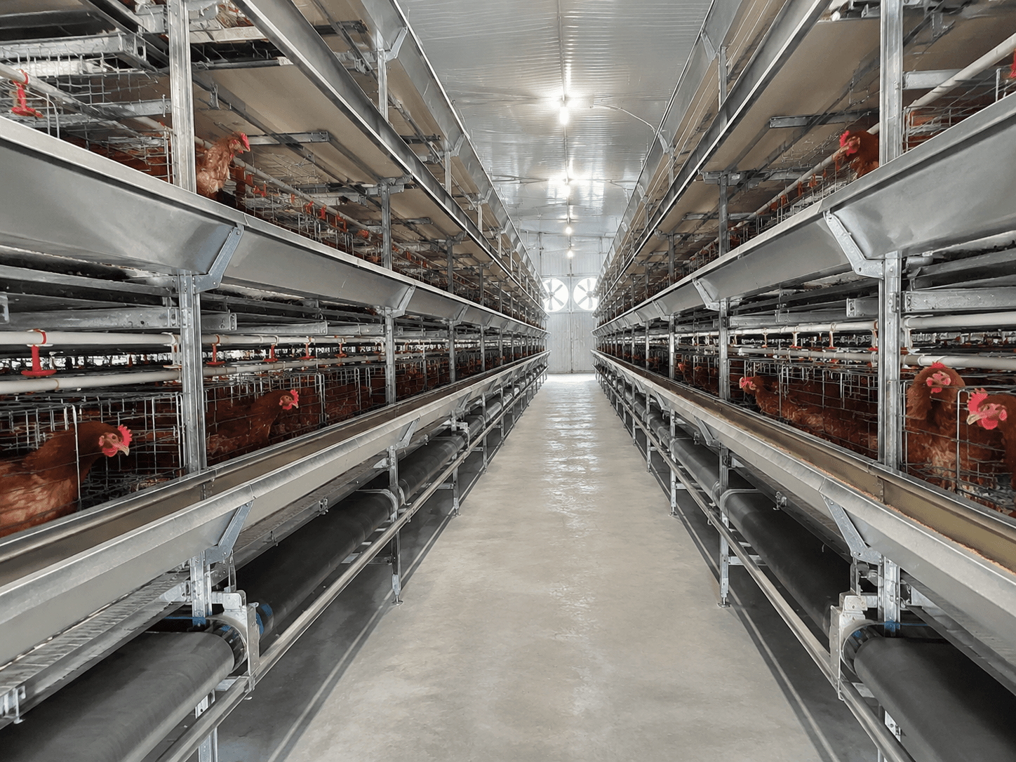 How to Calculate the Equipment Cost of a Commercial Layer Farm