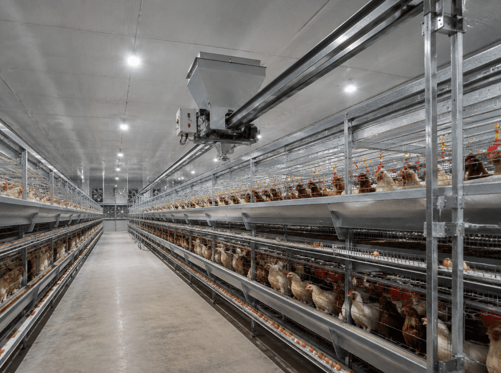 How Many Poultry House Workers Are Needed After Automatic Feeding?