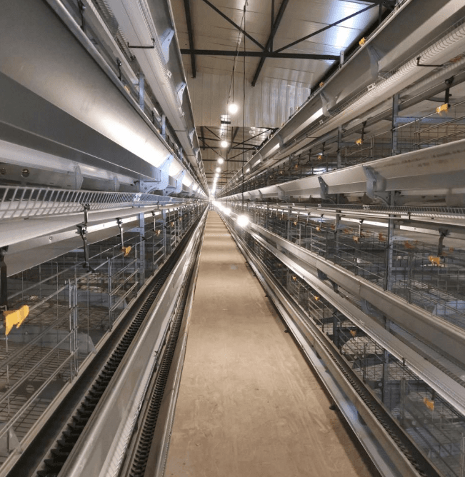 How Much Does a Layer Cage System Cost? A Practical Guide to Equipment and Project Pricing