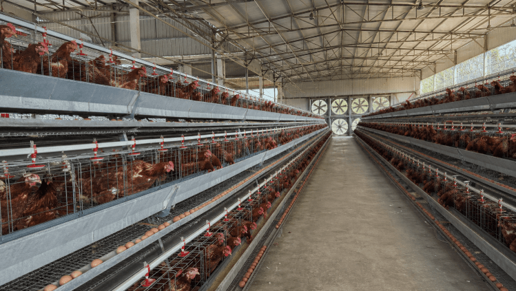 Layer Cage System Price for 10,000 Chickens: What Is Included in a Real Quote?