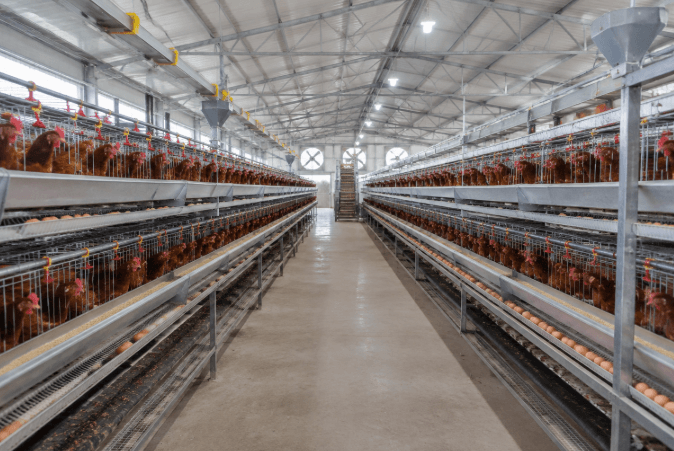 How to Plan a Complete Layer Farm Automation System: Feeding, Manure Removal and Egg Collection